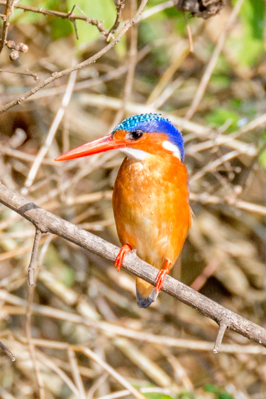 Malachietijsvogel (Corythornis cristatus), Jinja, Oeganda