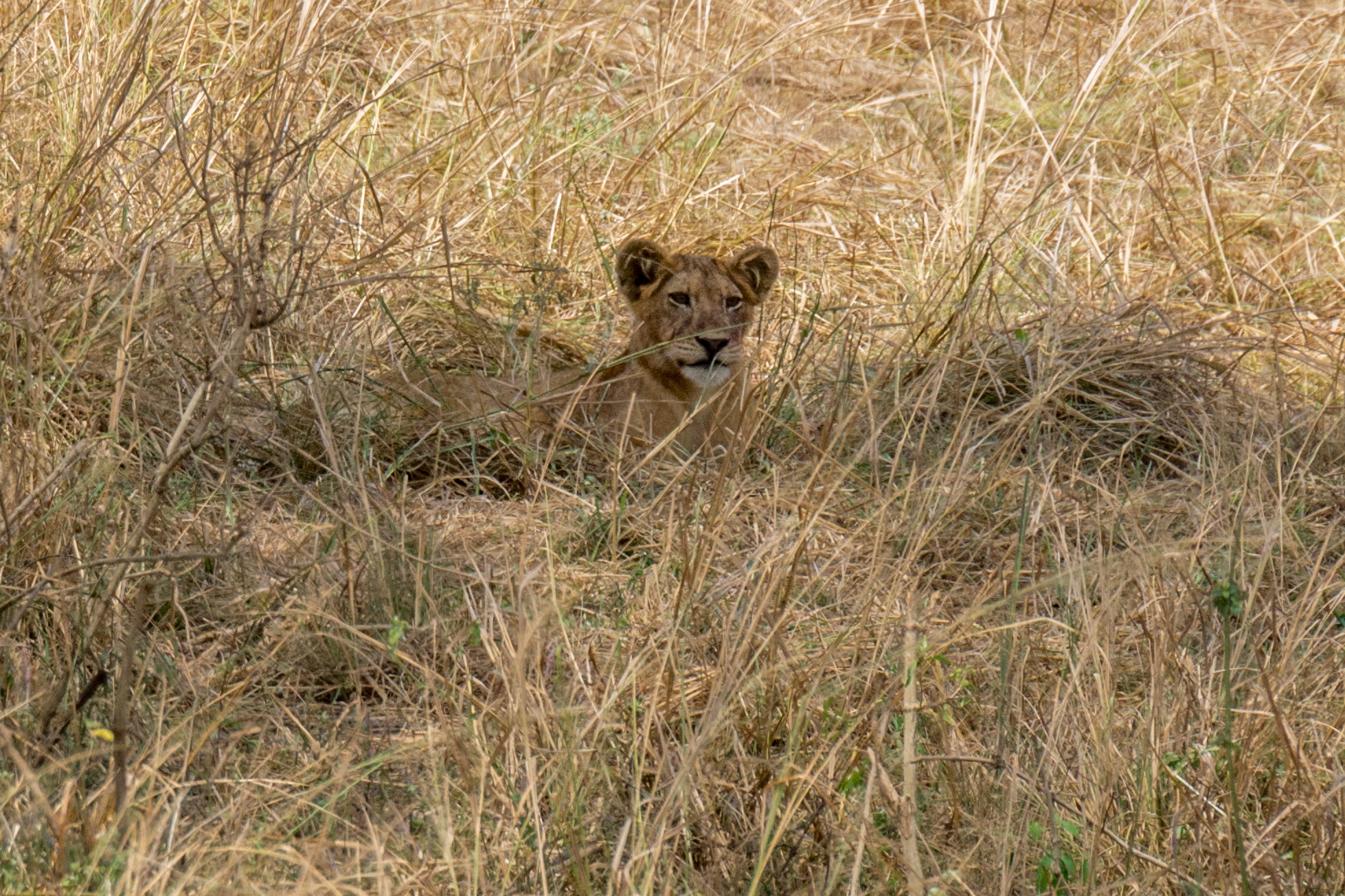 Leeuw (Panthera leo), Murchison Falls National Park, Oeganda