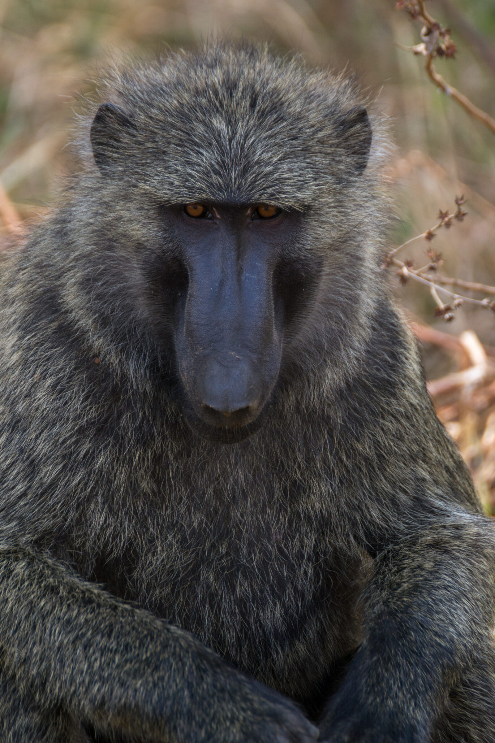 Groene baviaan (Papio anubis), Murchison Falls National Park, Oeganda