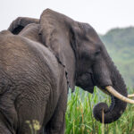 Murchison Falls National Park Savanneolifant (Loxodonta africana), Murchison Falls National Park, Oeganda