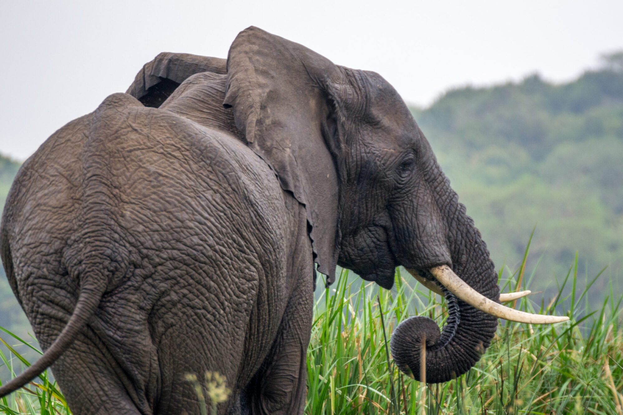 Savanneolifant (Loxodonta africana), Murchison Falls National Park, Oeganda