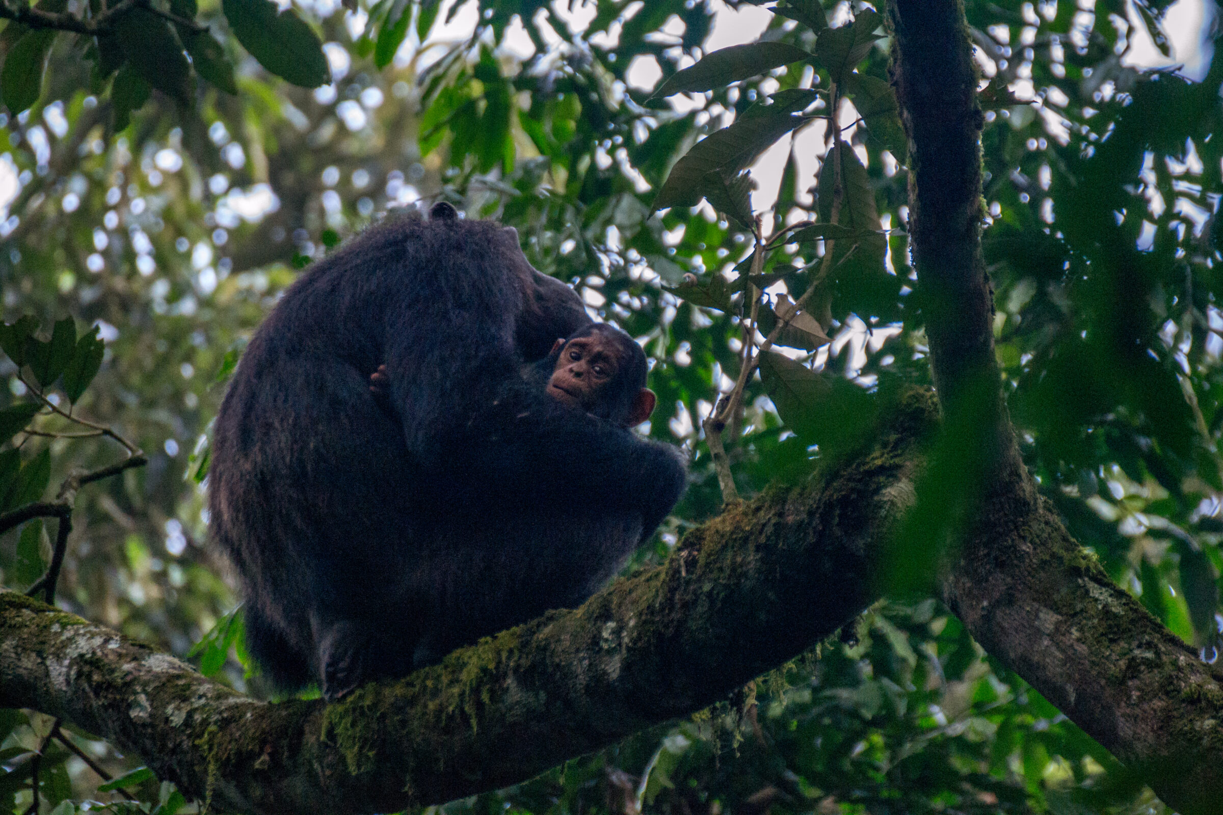 Chimpansee (Pan troglodytes), Kibale National Park, Oeganda