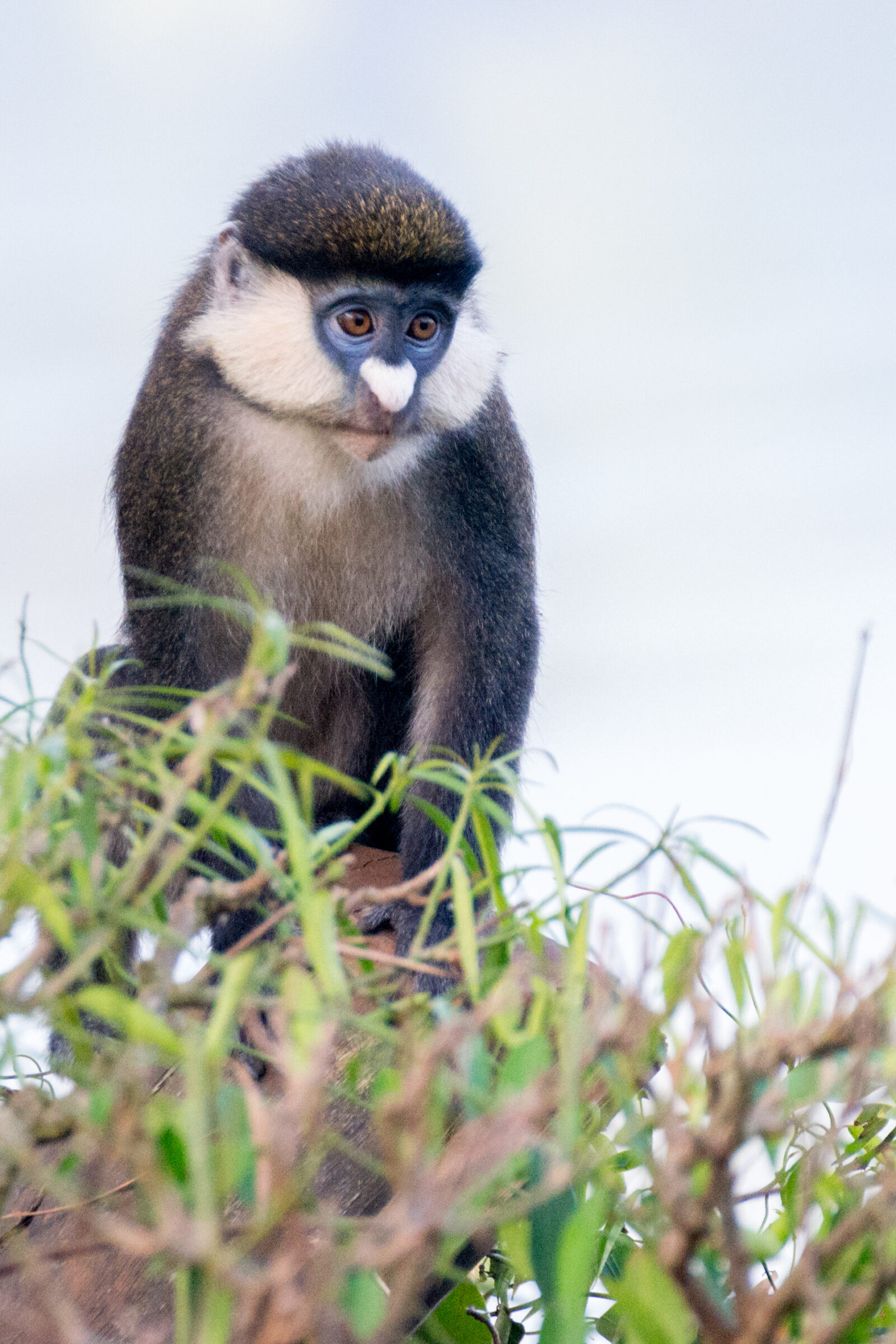 Roodstaartmeerkat (Cercopithecus ascanius), Jinja, Oeganda