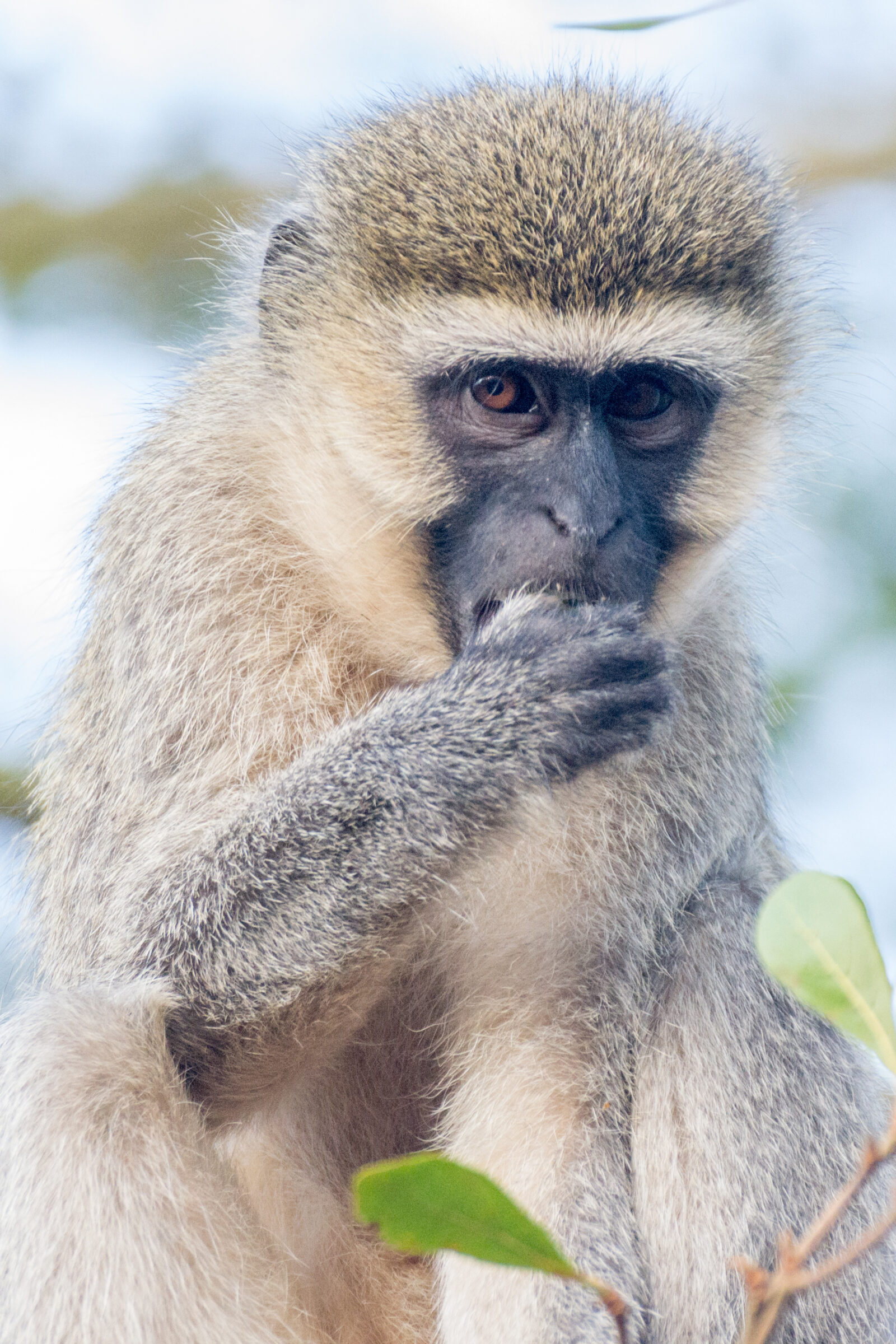 Tantalusmeerkat (Chlorocebus tantalus), Jinja, Oeganda