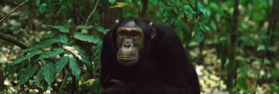 Chimpansee (Pan troglodytes), Kibale National Park, Oeganda