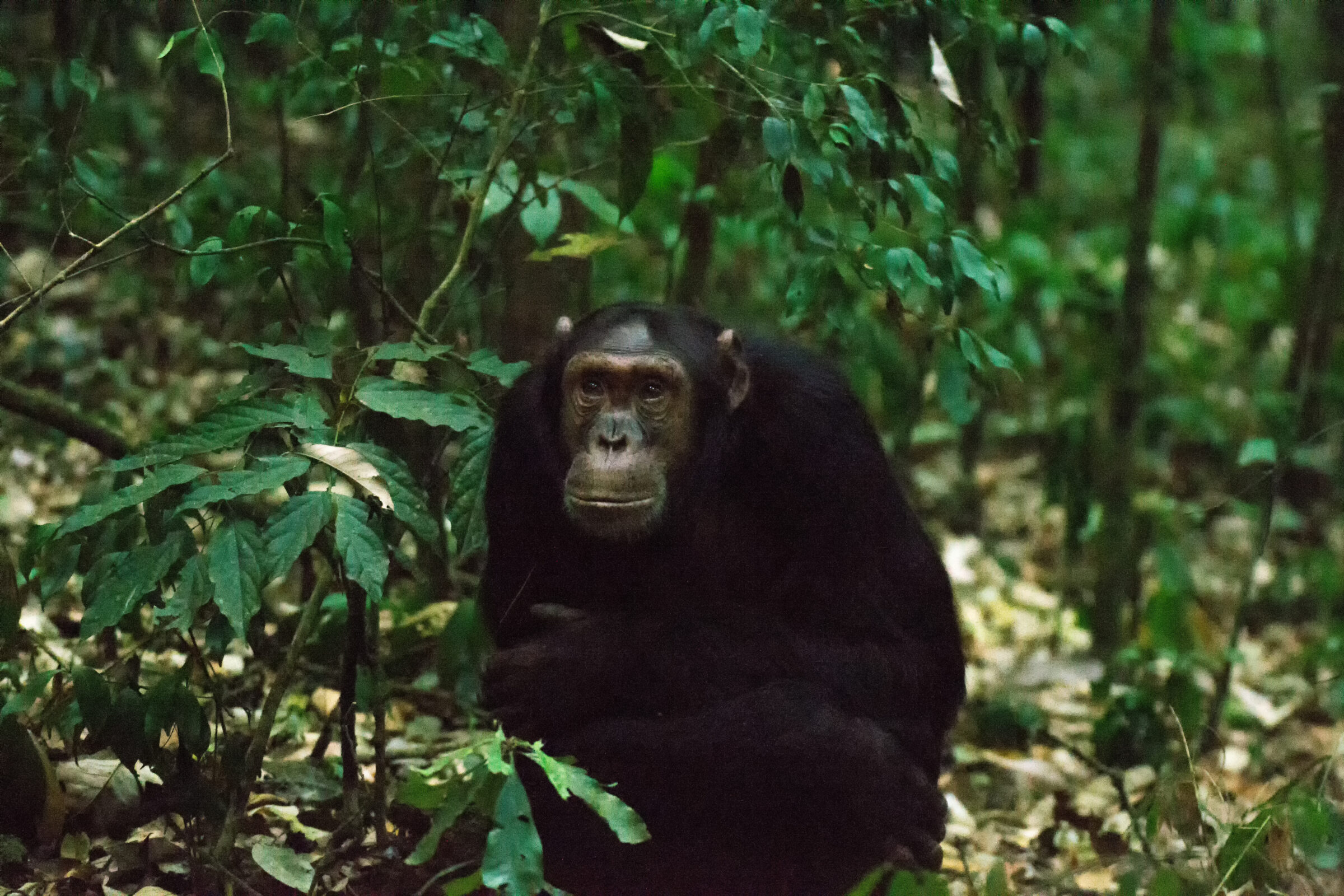 Chimpansee (Pan troglodytes), Kibale National Park, Oeganda