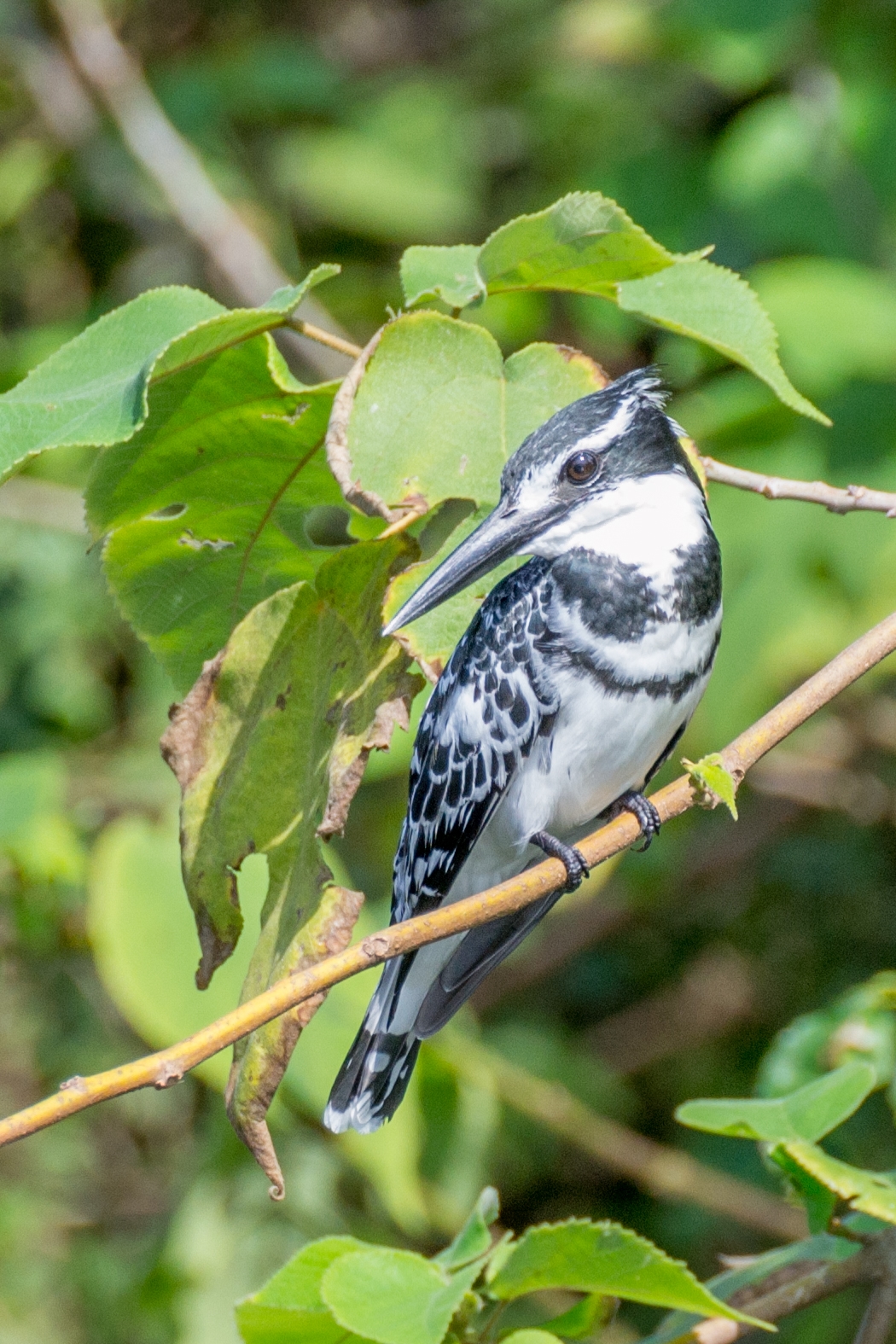 Bonte ijsvogel (Ceryle rudis), Jinja, Oeganda