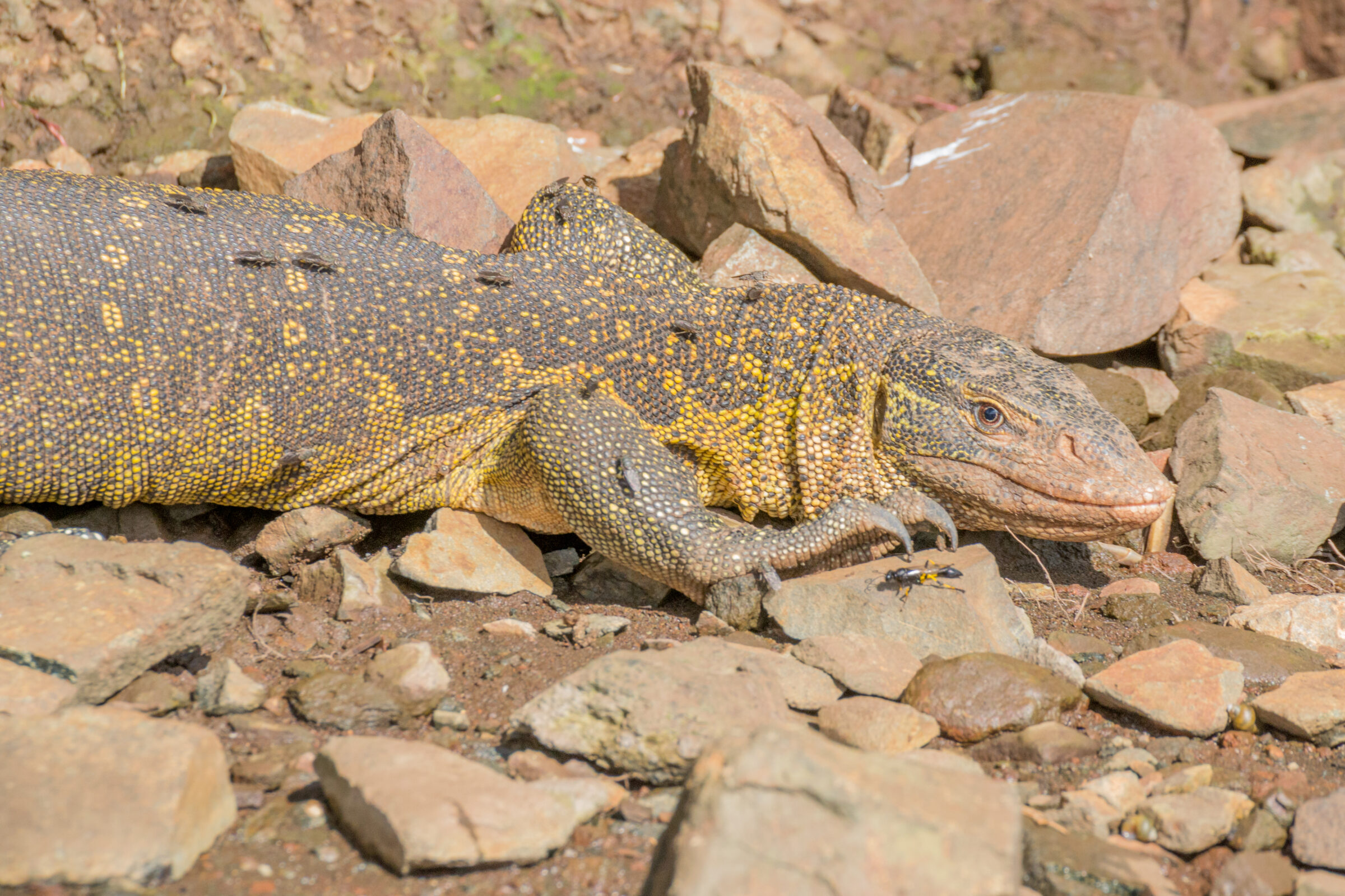 Nijlvaraan (Varanus niloticus), Jinja, Oeganda
