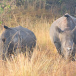 Ziwa Rhino Sanctuary Witte neushoorn (Ceratotherium simum) & Piapiac (Ptilostomus afer), Ziwa Rhino Sanctuary, Oeganda