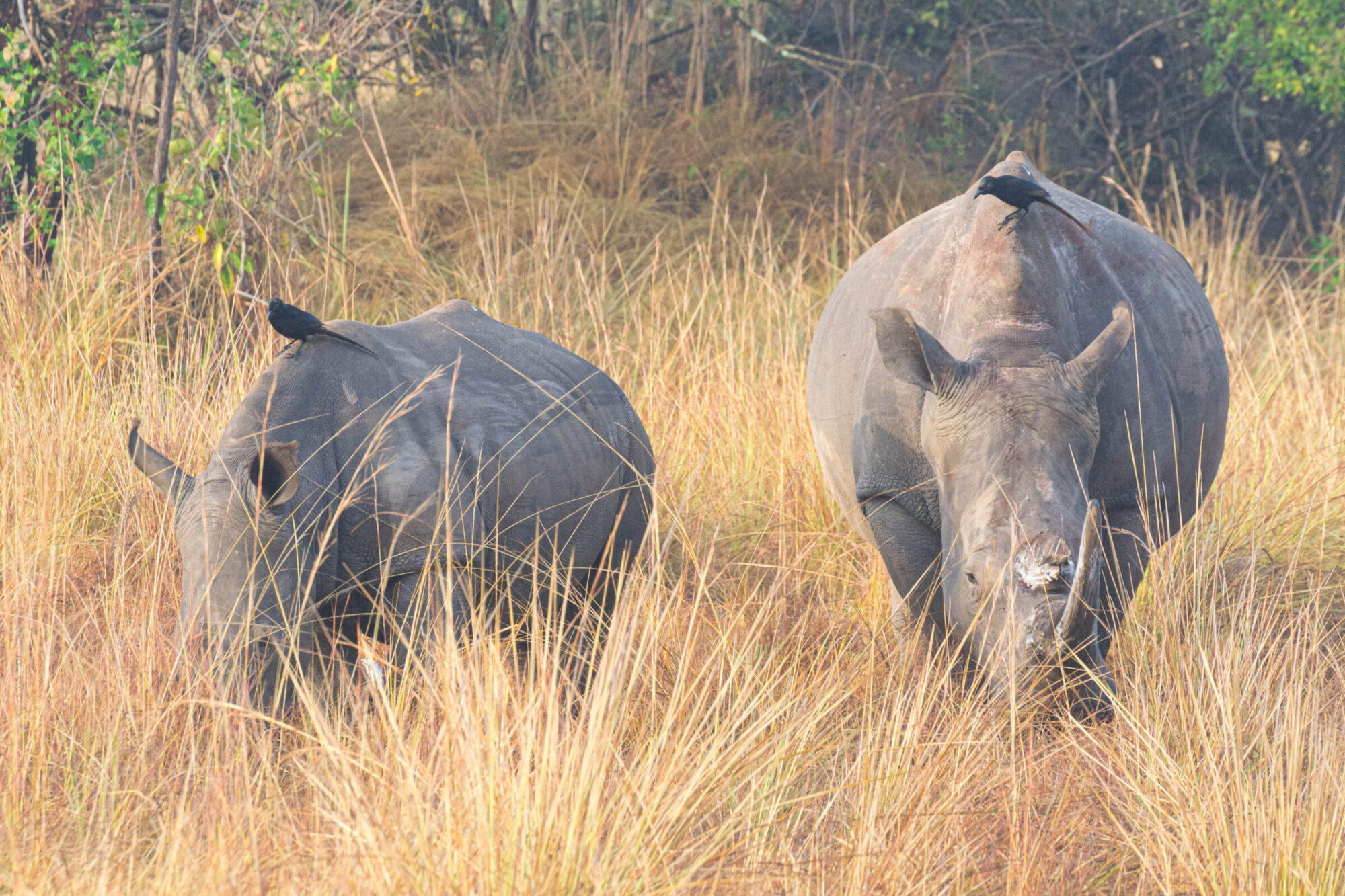 Witte neushoorn (Ceratotherium simum) & Piapiac (Ptilostomus afer), Ziwa Rhino Sanctuary, Oeganda