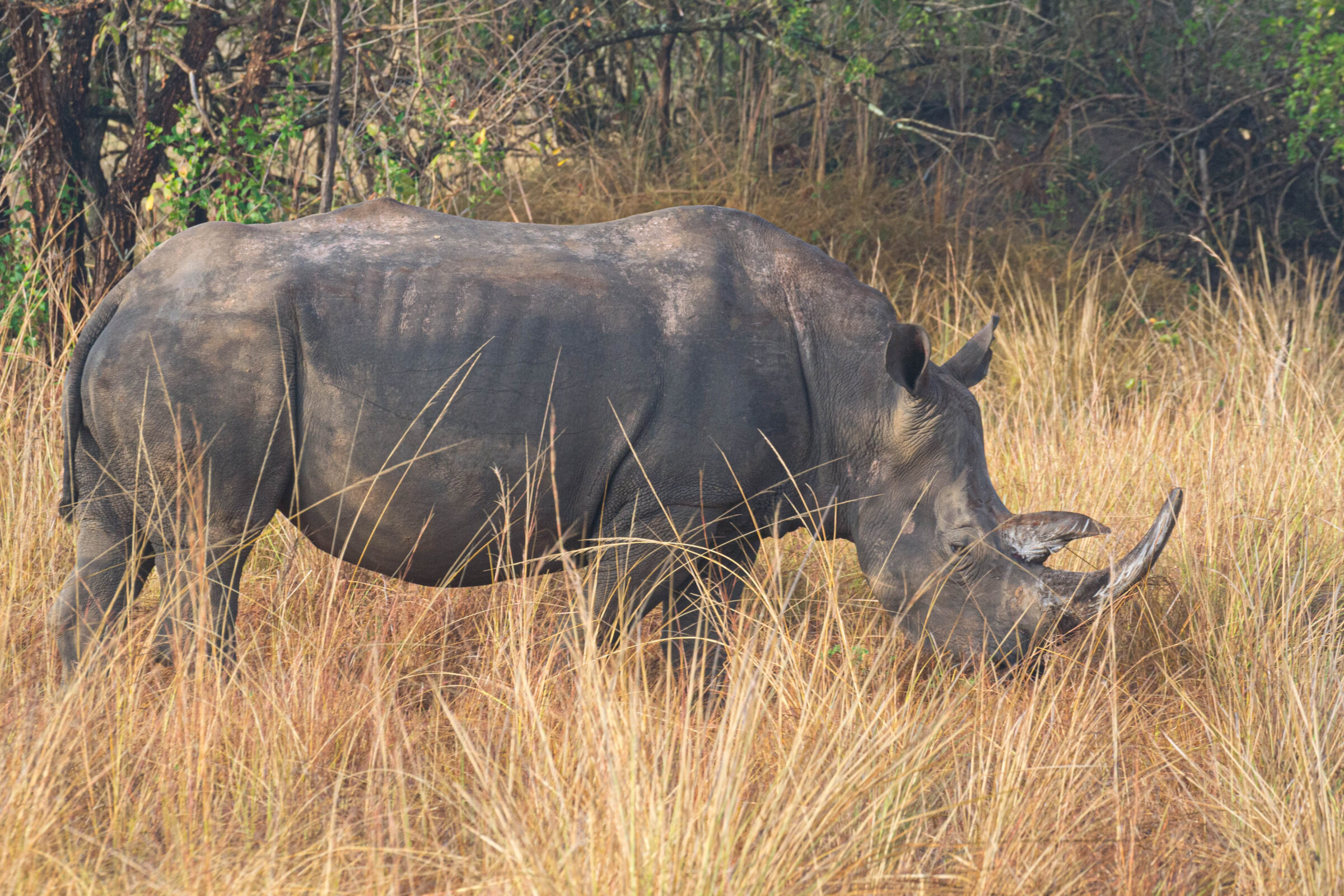 Witte neushoorn (Ceratotherium simum), Ziwa Rhino Sanctuary, Oeganda