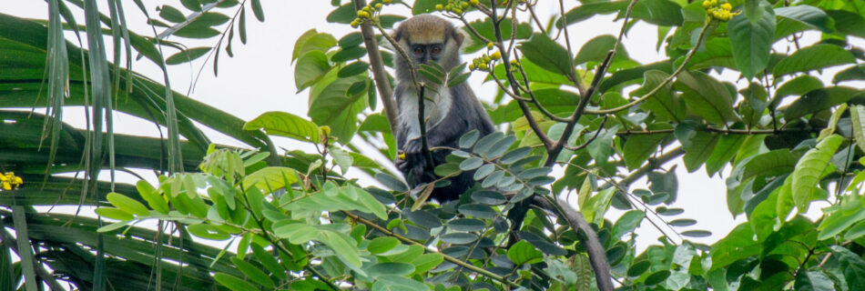 Lowe's monameerkat (Cercopithecus lowei) in Owabi Wildlife Sanctuary, Ghana