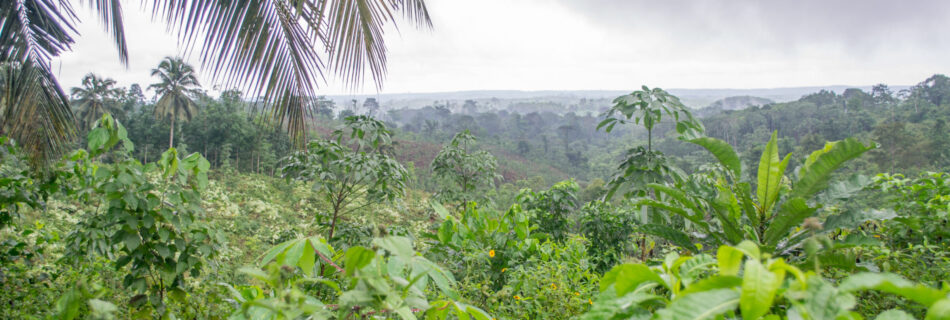 Ankasa Forest, Ghana