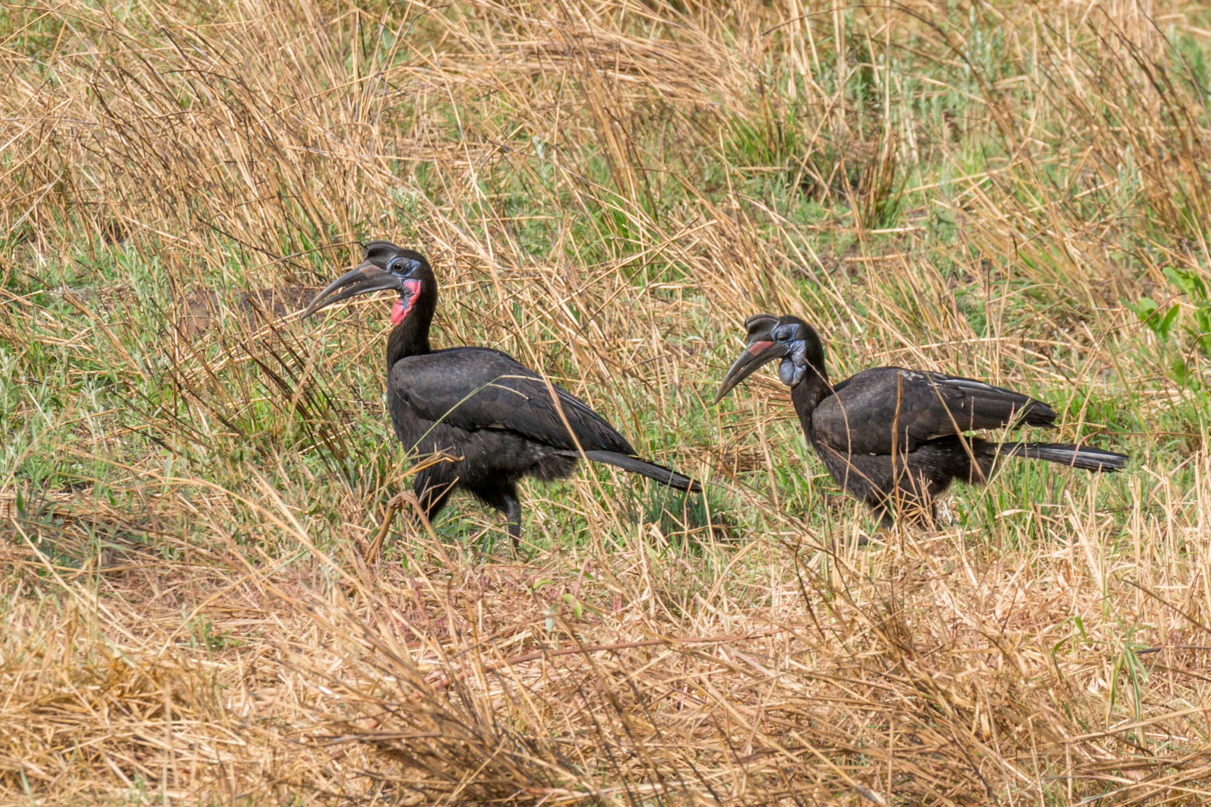 Noordelijke hoornraaf (Bucorvus abyssinicus), Murchison Falls National Park, Oeganda