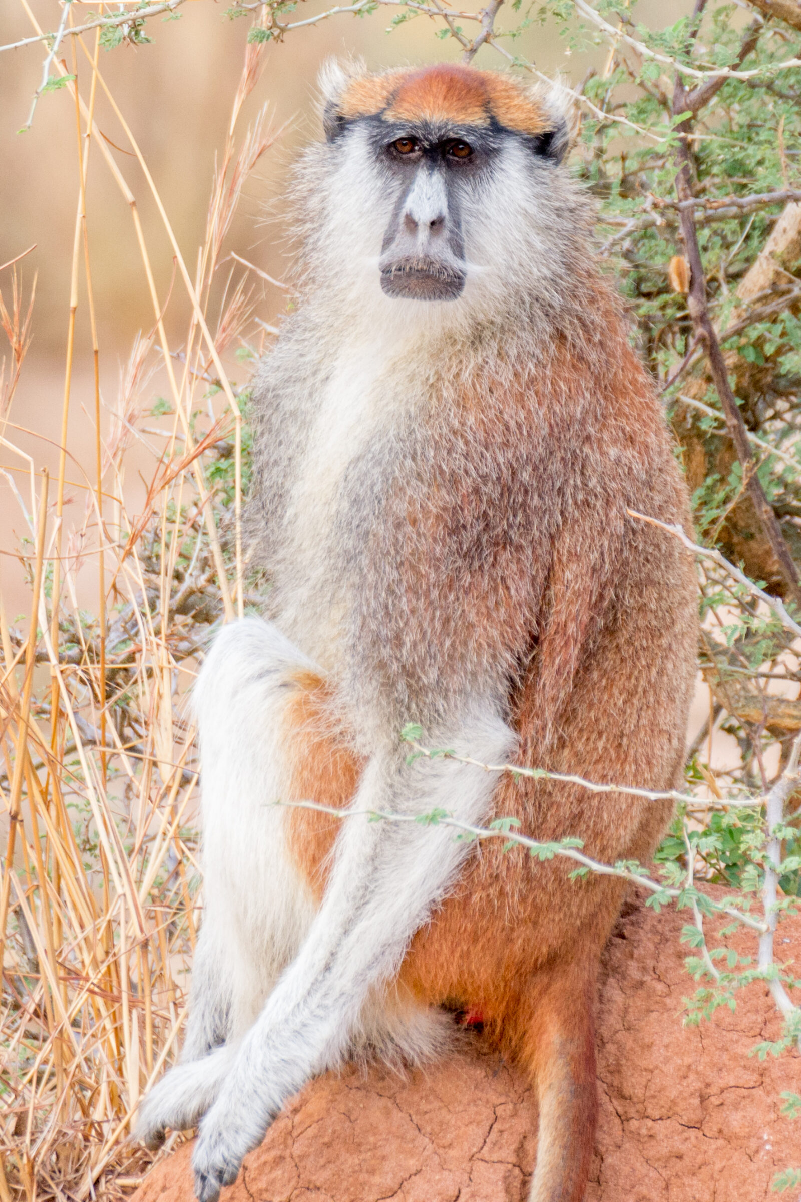 Huzaaraap (Erythrocebus patas), Murchison Falls National Park, Oeganda