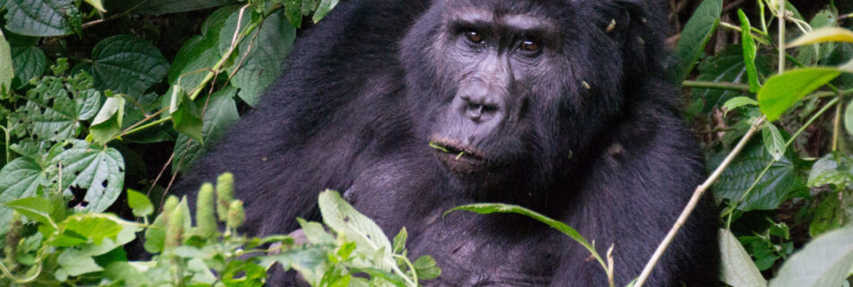 Berggorilla (Gorilla beringei beringei) in Bwindi Impenetrable National Park, Oeganda