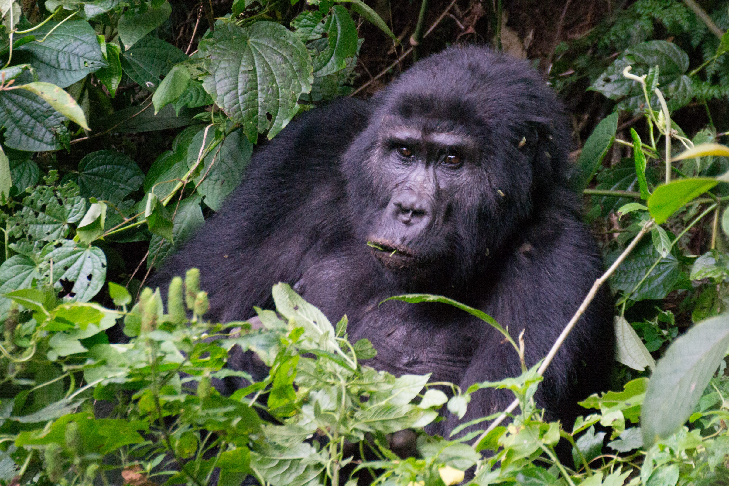 Berggorilla (Gorilla beringei beringei) in Bwindi Impenetrable National Park, Oeganda