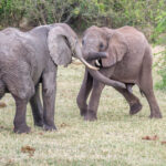 Queen Elizabeth National Park Savanneolifant (Loxodonta africana), Queen Elizabeth National Park, Oeganda