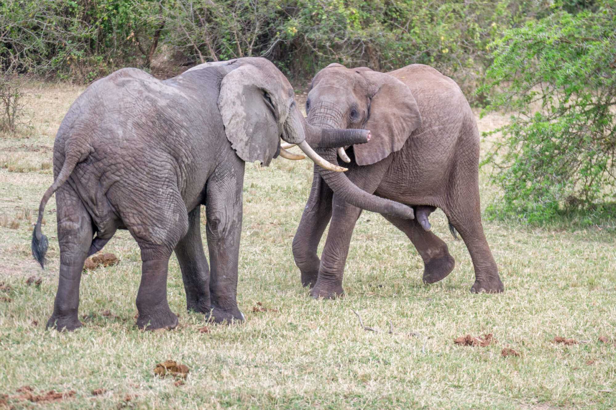Savanneolifant (Loxodonta africana), Queen Elizabeth National Park, Oeganda