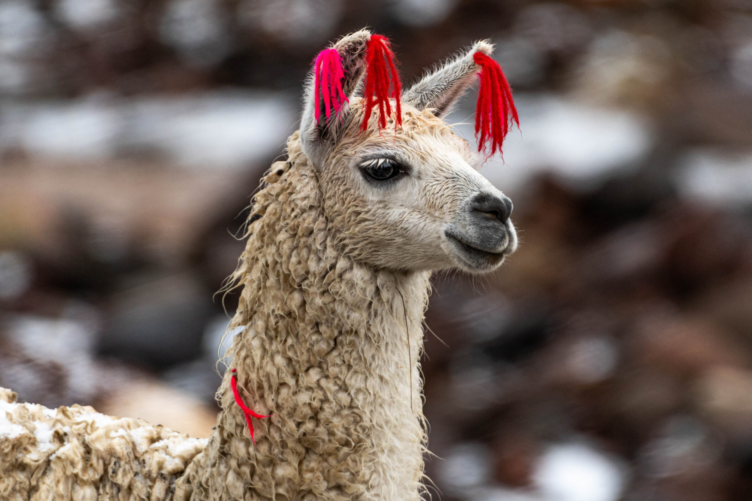 Lama (Lama glama), Bolivia