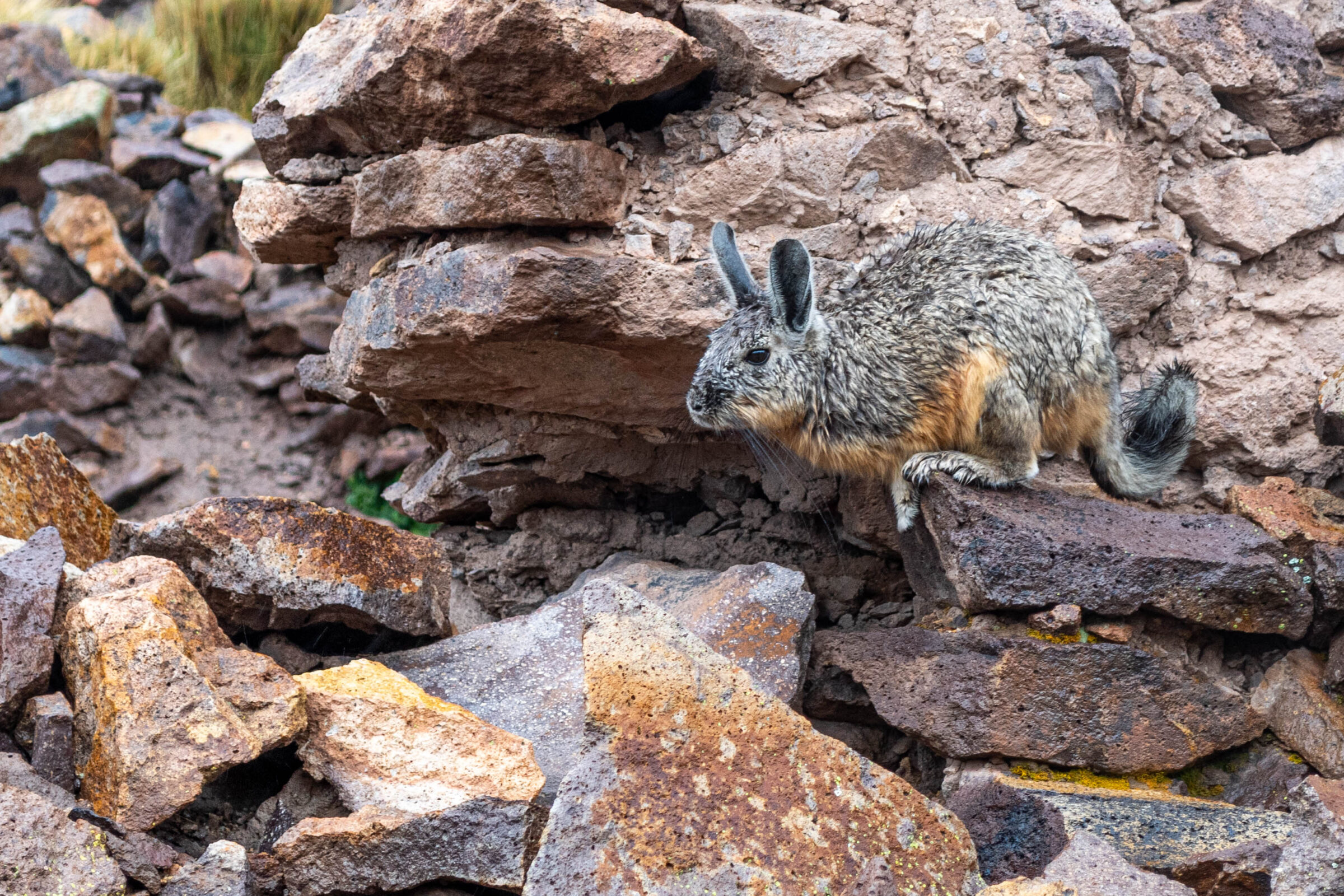 Viscacha (Lagostomus maximus), Bolivia