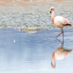 Flamingo’s spotten: de ultieme gids per werelddeel James’ flamingo (Phoenicoparrus jamesi), Bolivia