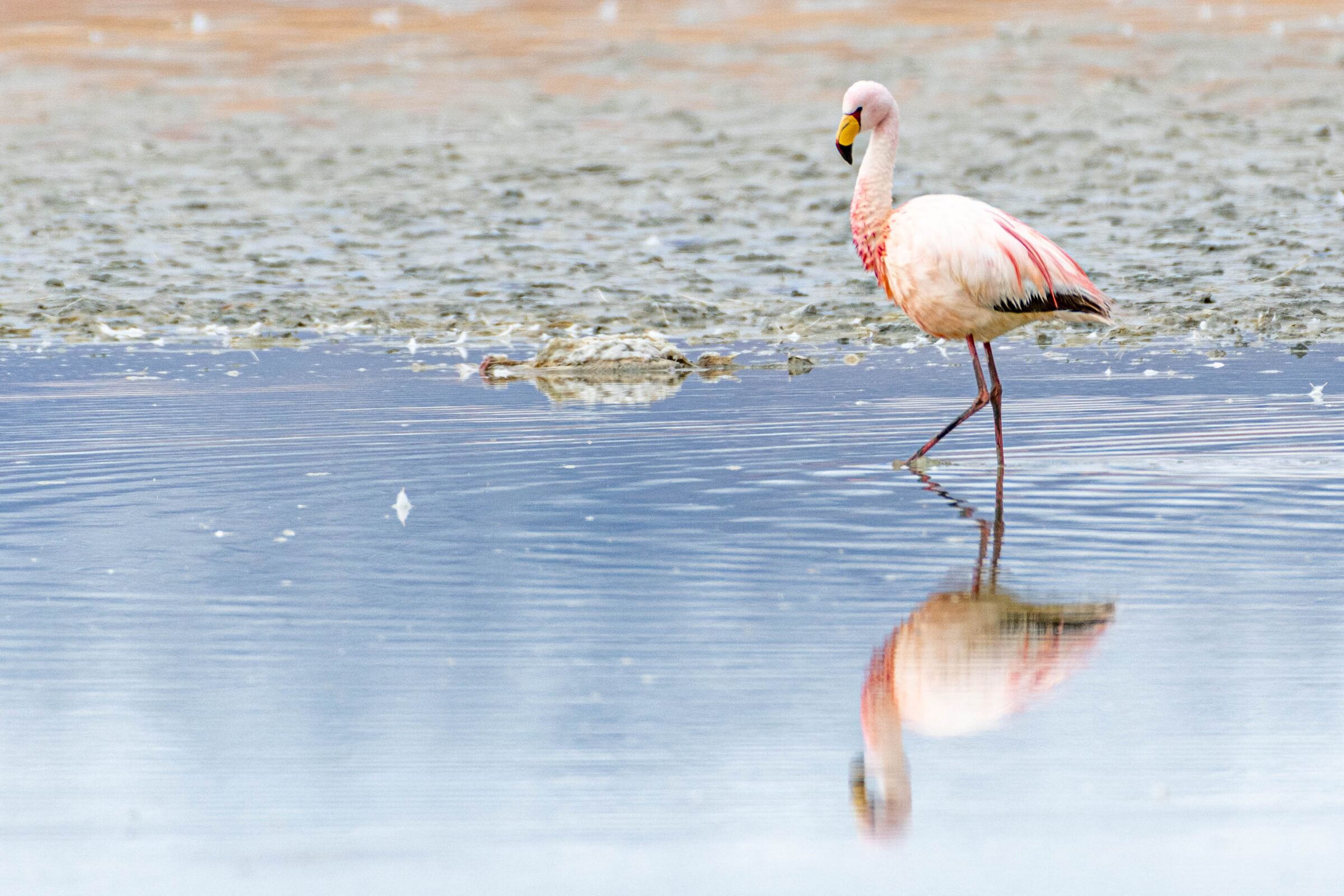 James’ flamingo (Phoenicoparrus jamesi), Bolivia