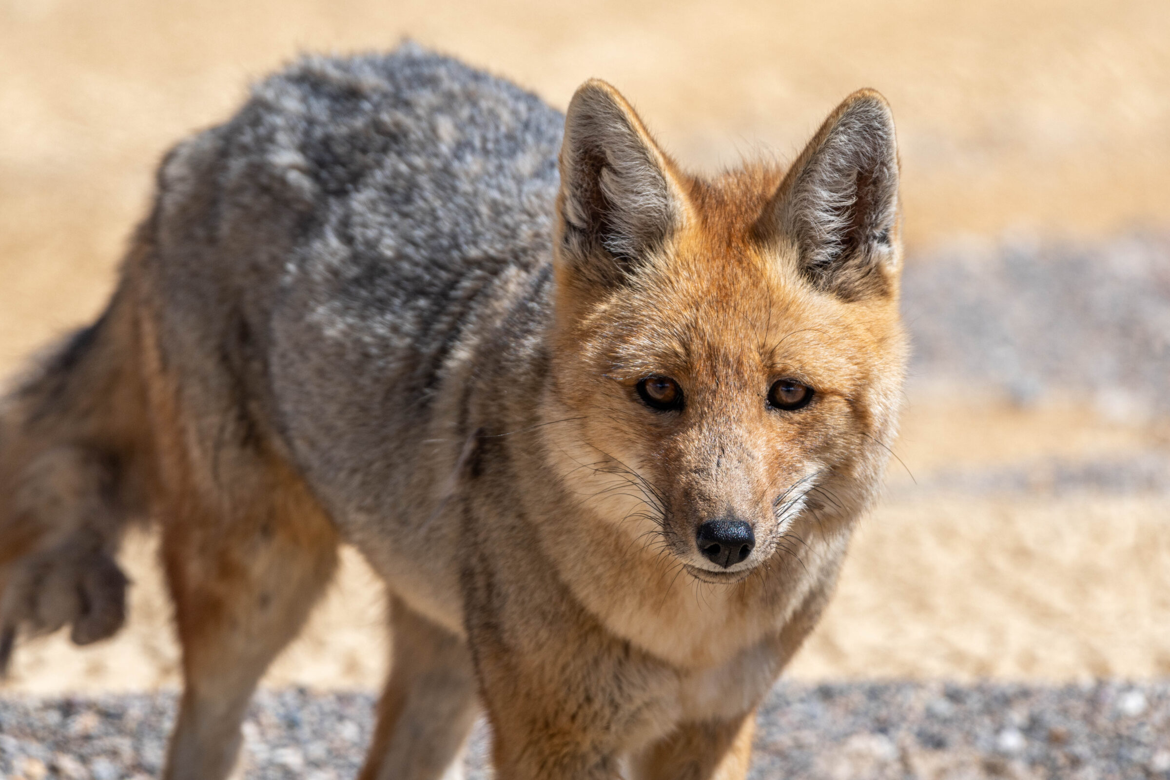 Andesvos (Lycalopex culpaeus), Bolivia