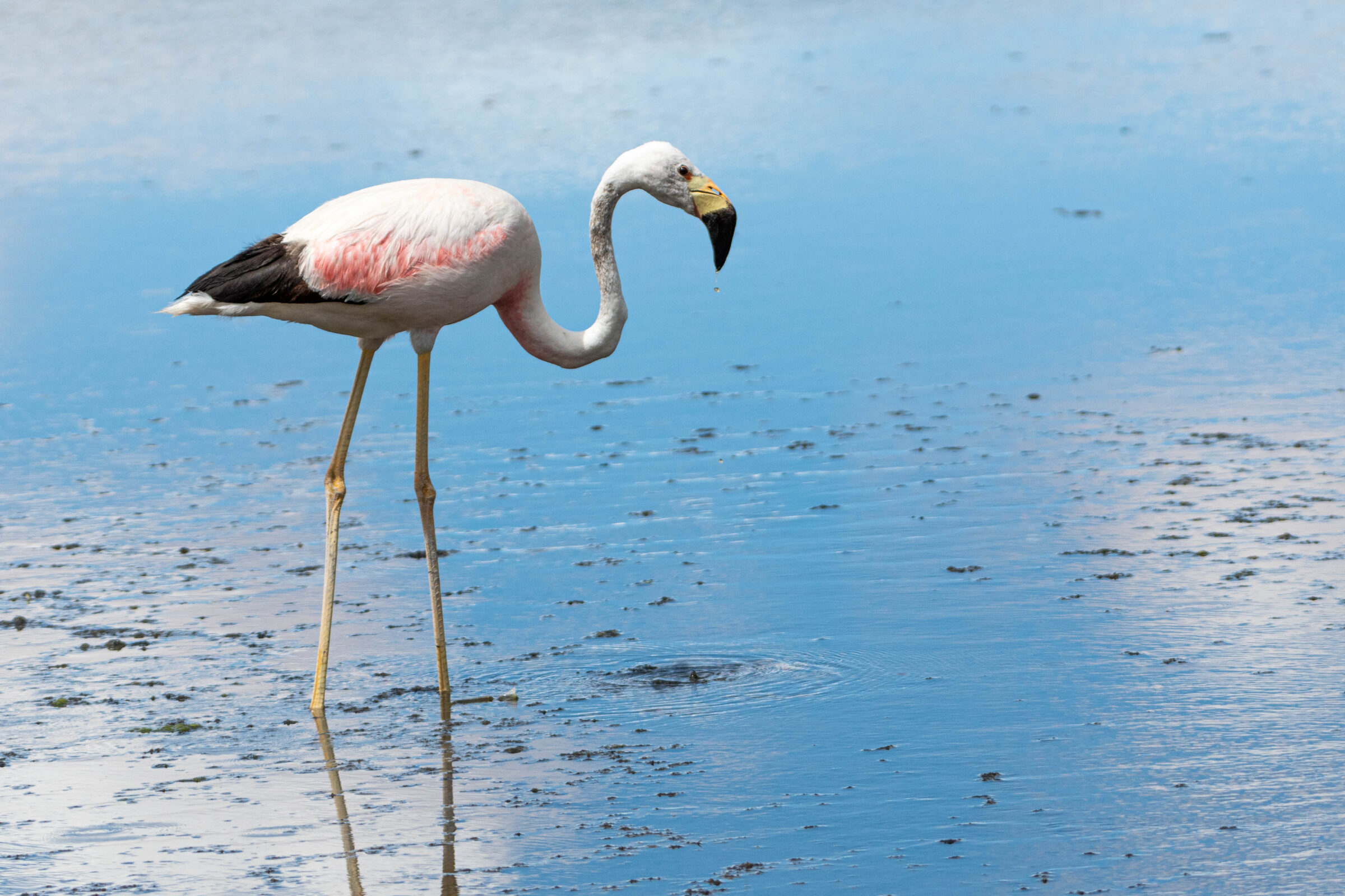 Andesflamingo (Phoenicoparrus andinus), Bolivia