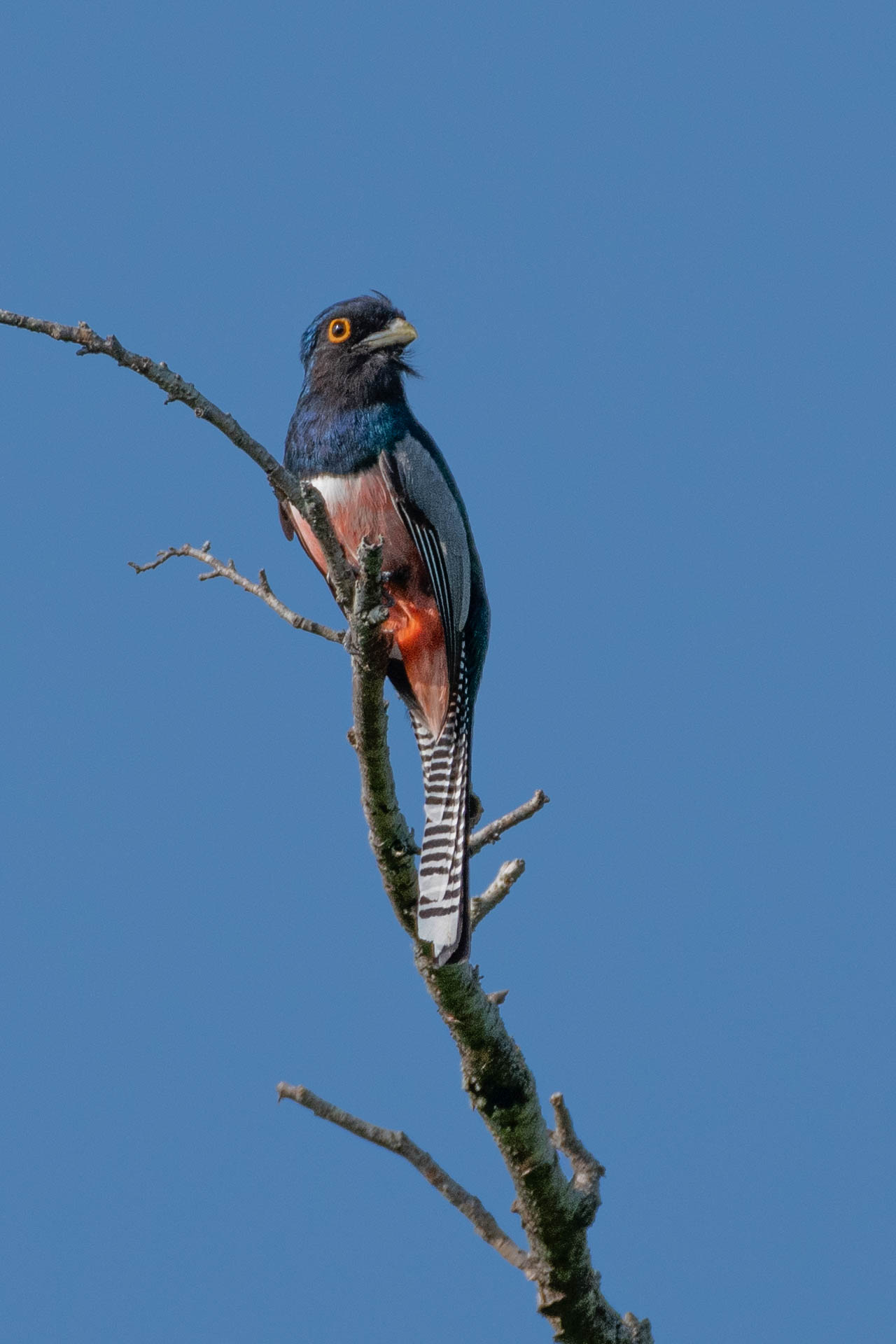 Blauwkruintrogon (Trogon curucui), Bolivia