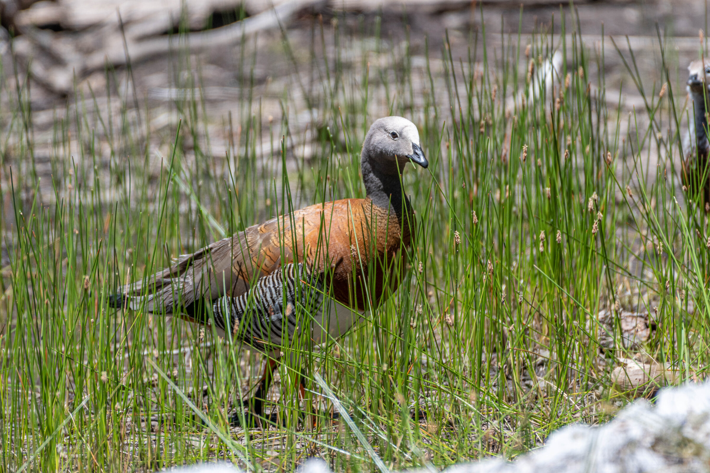 Grijskopgans (Chloephaga poliocephala), Pucón, Chili