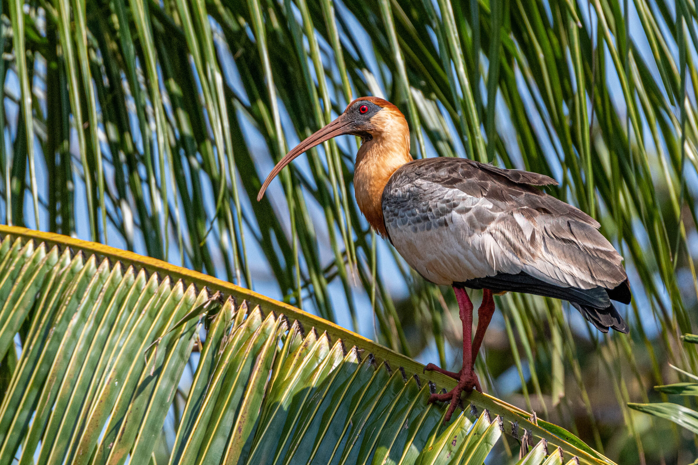 Geelhalsibis (Theristicus caudatus), Bonito, Brazilië