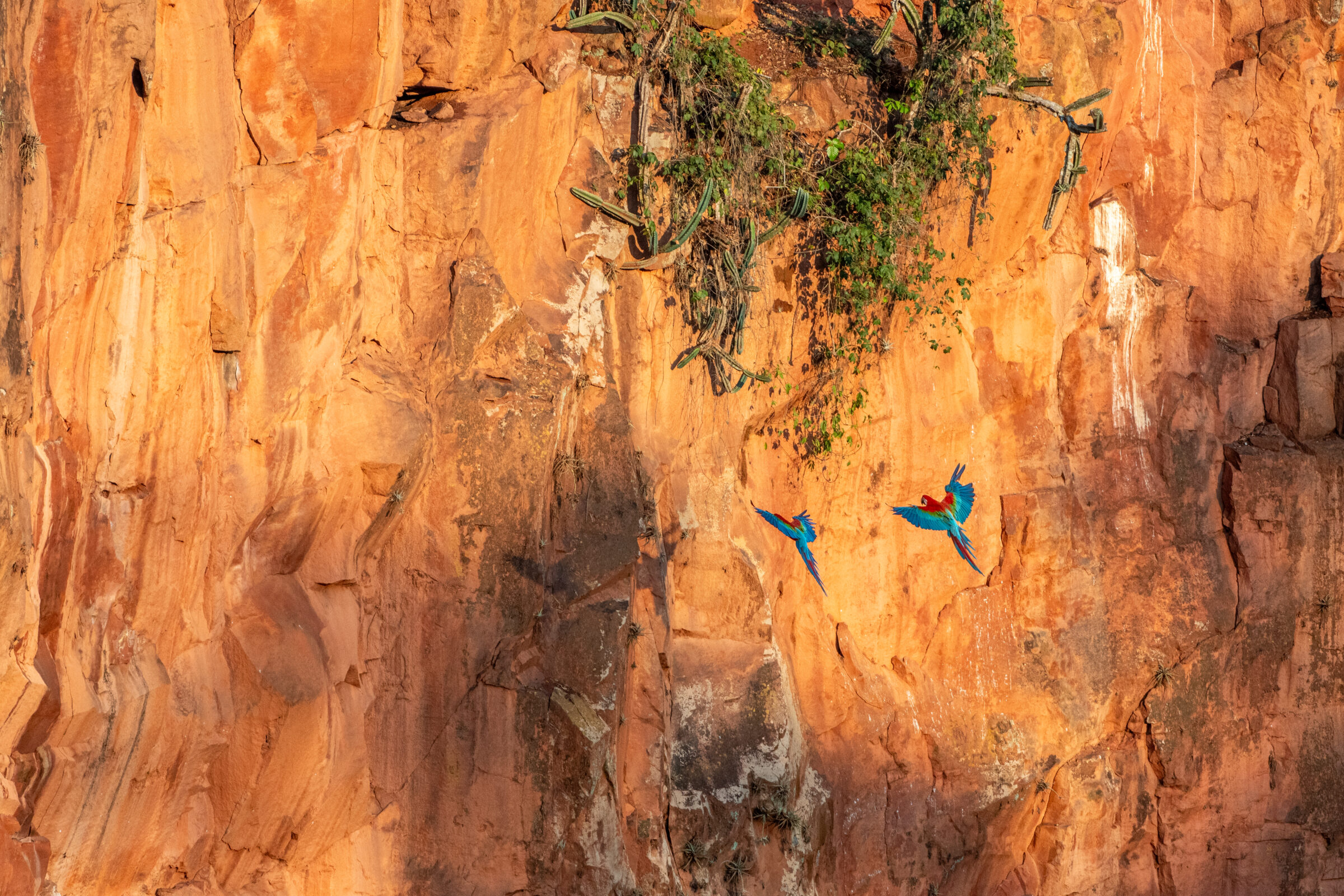 Groenvleugelara (Ara chloropterus), Bonito, Brazilië