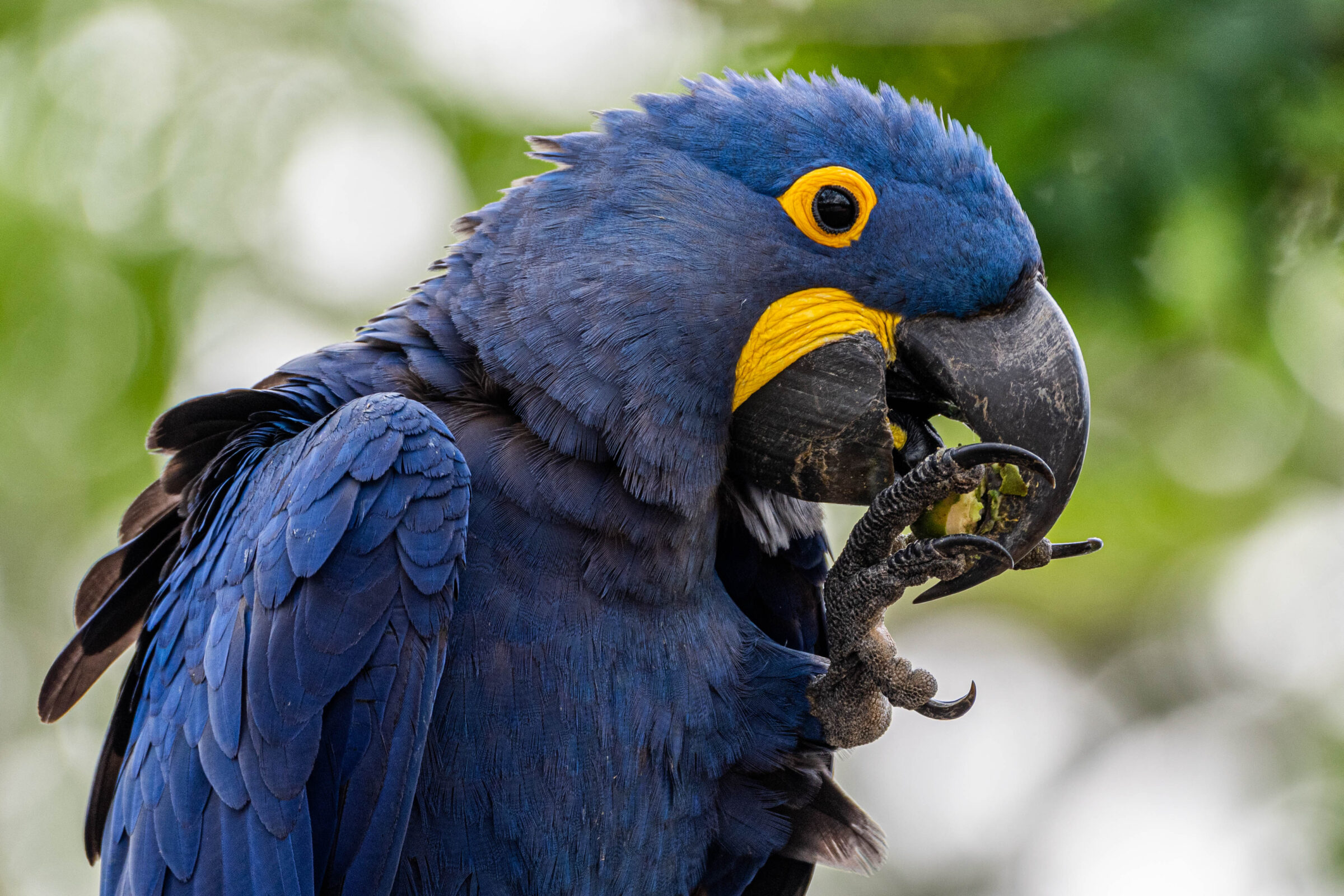 Hyacinthara (Anodorhynchus hyacinthinus), Bonito, Brazilië