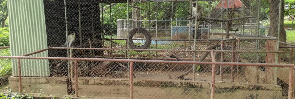 Verblijf voor geelgroene meerkatten in Kumasi Zoo, Ghana