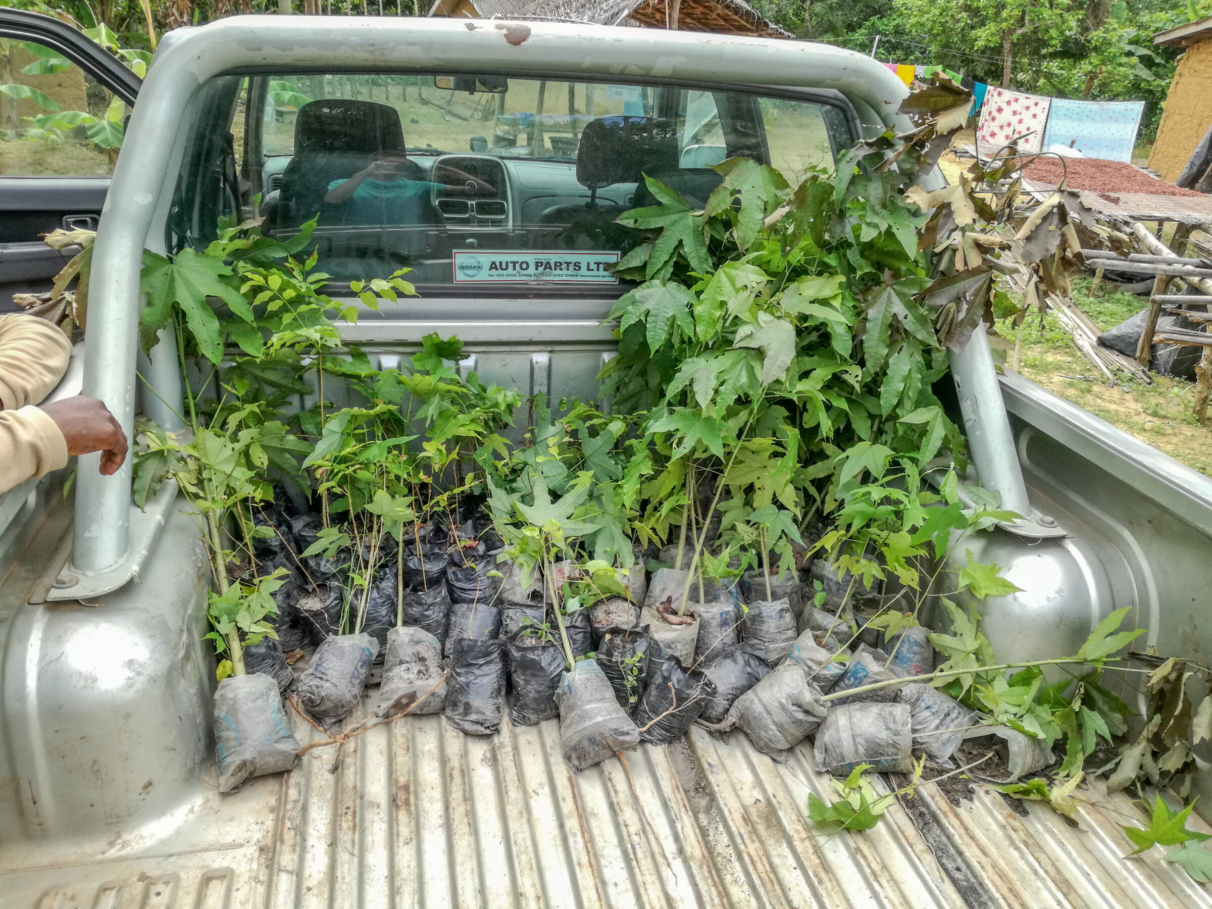 Zaailingen, klaar om te gaan planten, Ankasa Region, Ghana