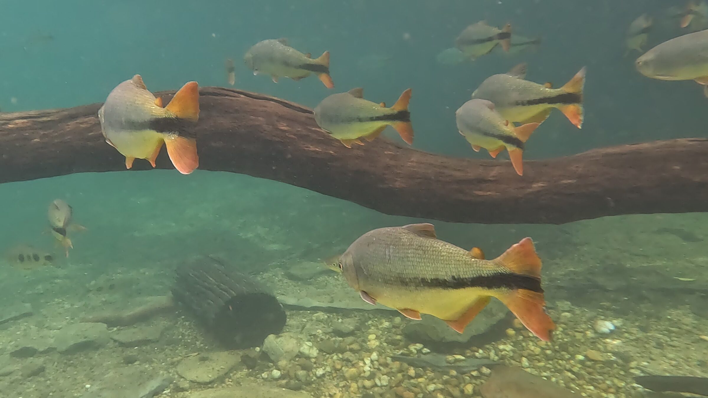 Brycon hilarii en Leporinus friderici, Bonito, Brazilië