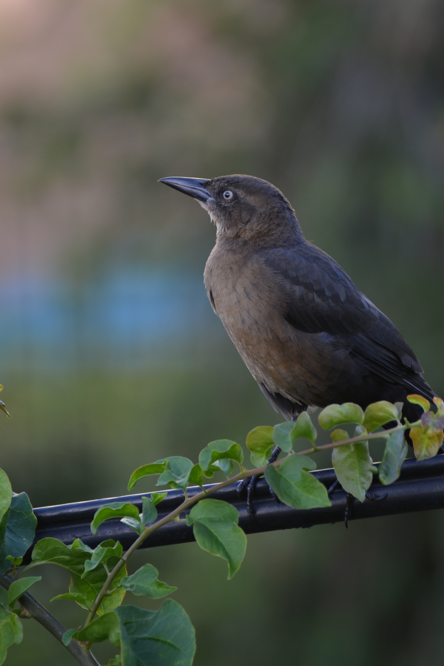 Langstaarttroepiaal (Quiscalus mexicanus), San José, Costa Rica