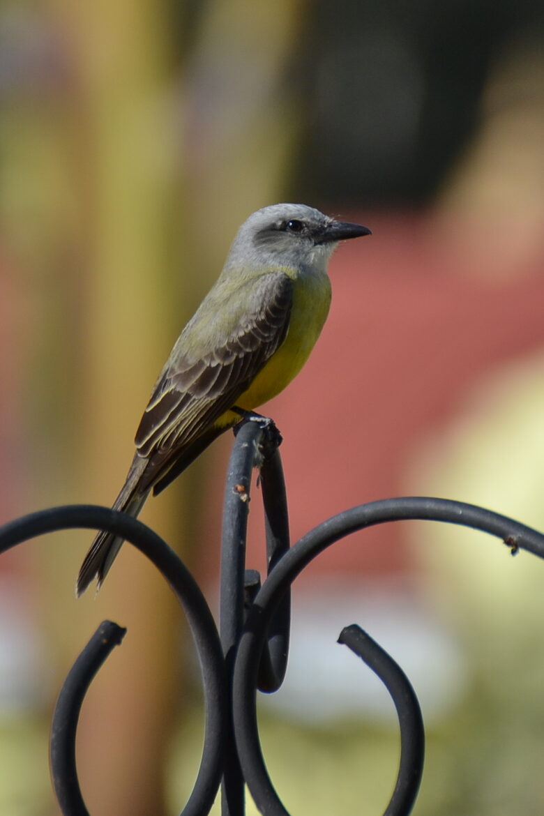 Tropische koningstiran (Tyrannus melancholicus), San José, Costa Rica