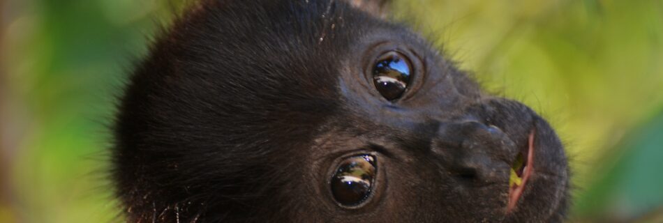 Mantelbrulaap (Alouatta palliata), Sámara, Costa Rica