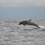 Nationaal Park Marino Ballena: jouw gids voor walvissen, dolfijnen en meer Slanke dolfijn (Stenella frontalis), Marino Ballena Nationaal Park, Costa Rica