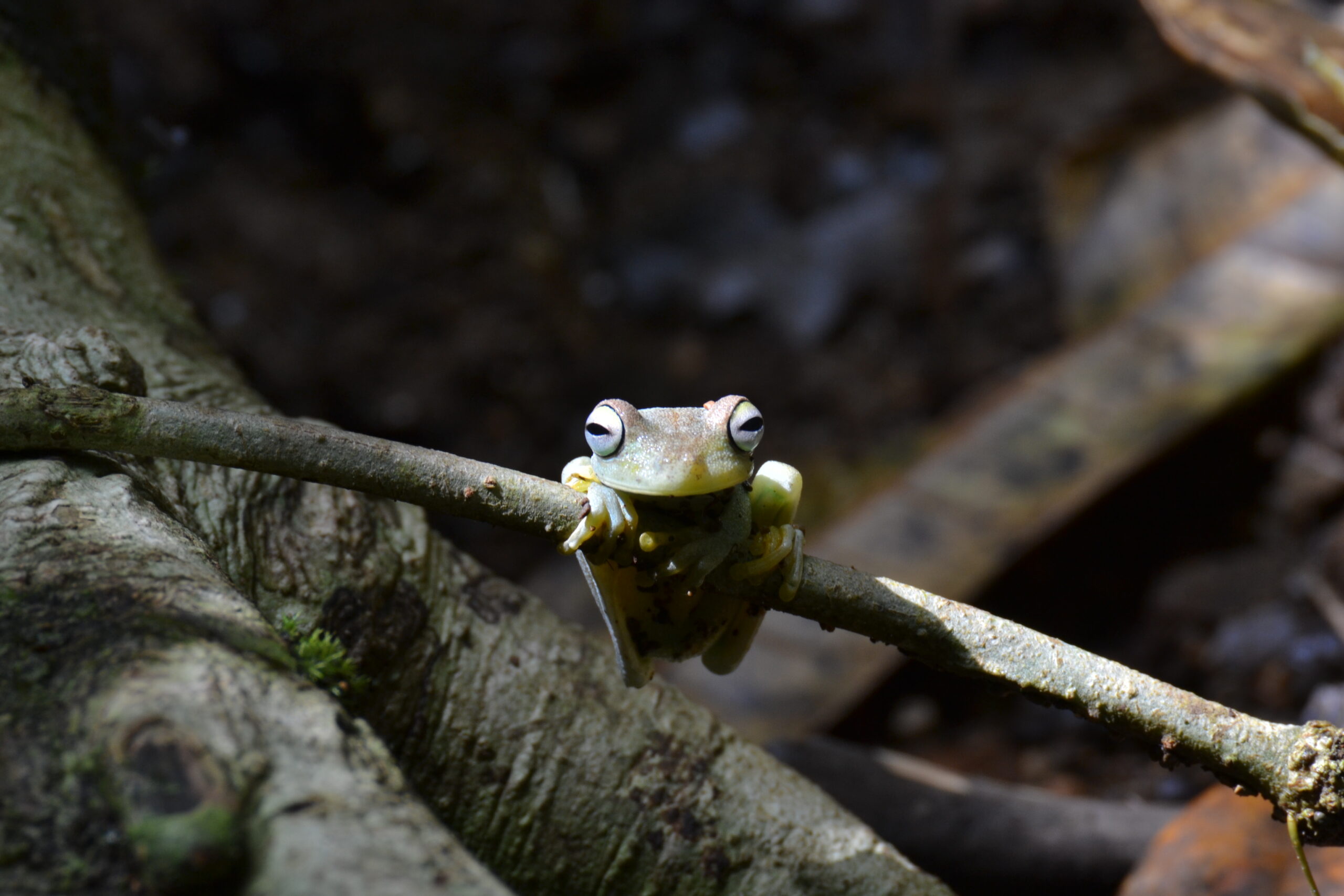 Hypsiboas rosenbergi, Corcovado Nationaal Park, Costa Rica