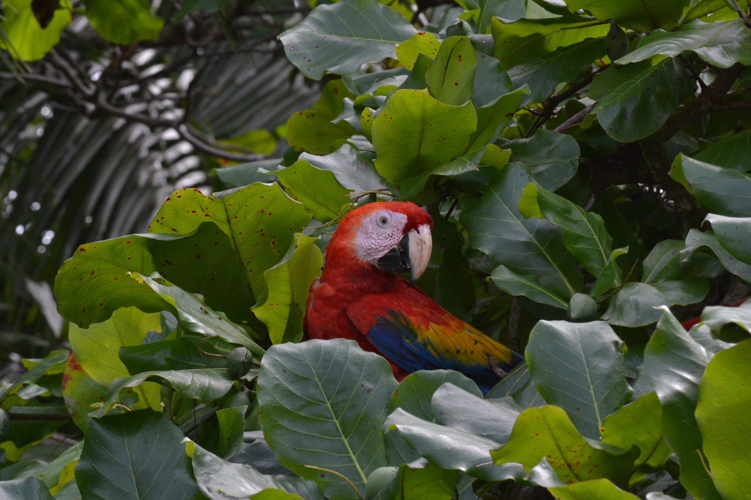 Geelvleugelara (Ara macao), Corcovado Nationaal Park, Costa Rica