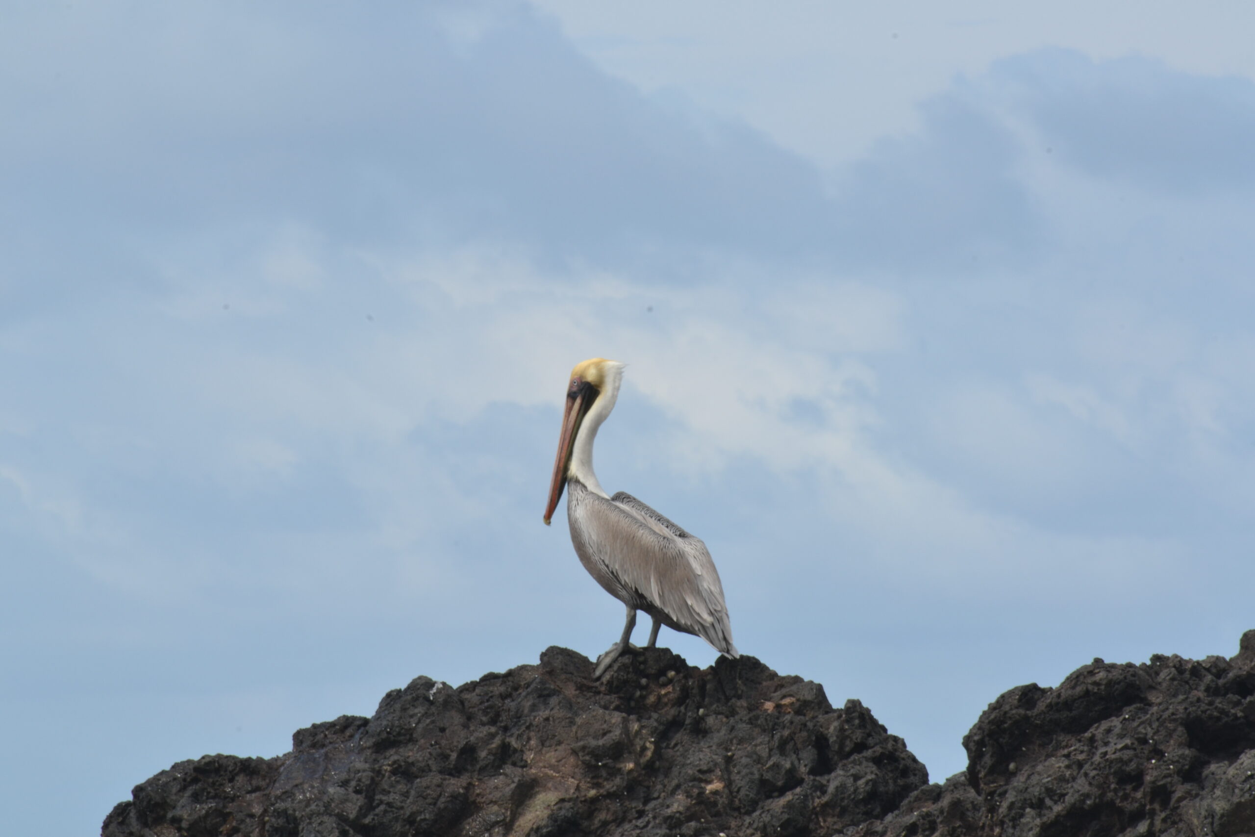 Bruine pelikaan (Pelecanus occidentalis), Corcovado Nationaal Park, Costa Rica