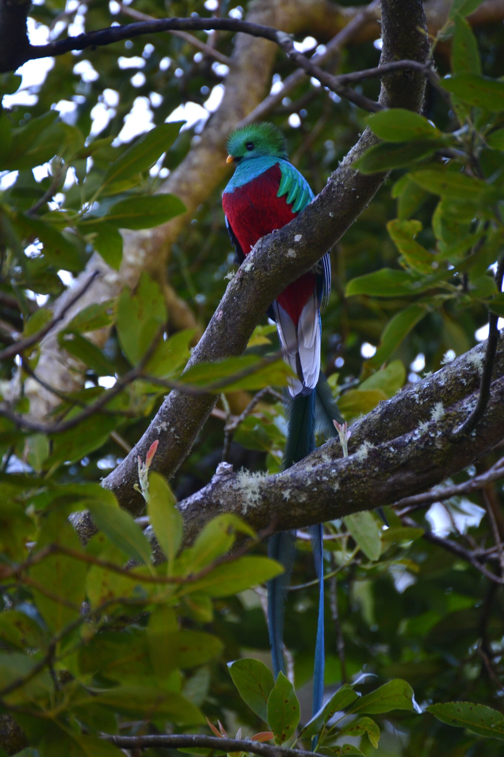 Quetzal (Pharomachrus mocinno), San Gerardo de Dota, Costa Rica