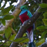 Quetzals spotten in Costa Rica Quetzal (Pharomachrus mocinno), San Gerardo de Dota, Costa Rica