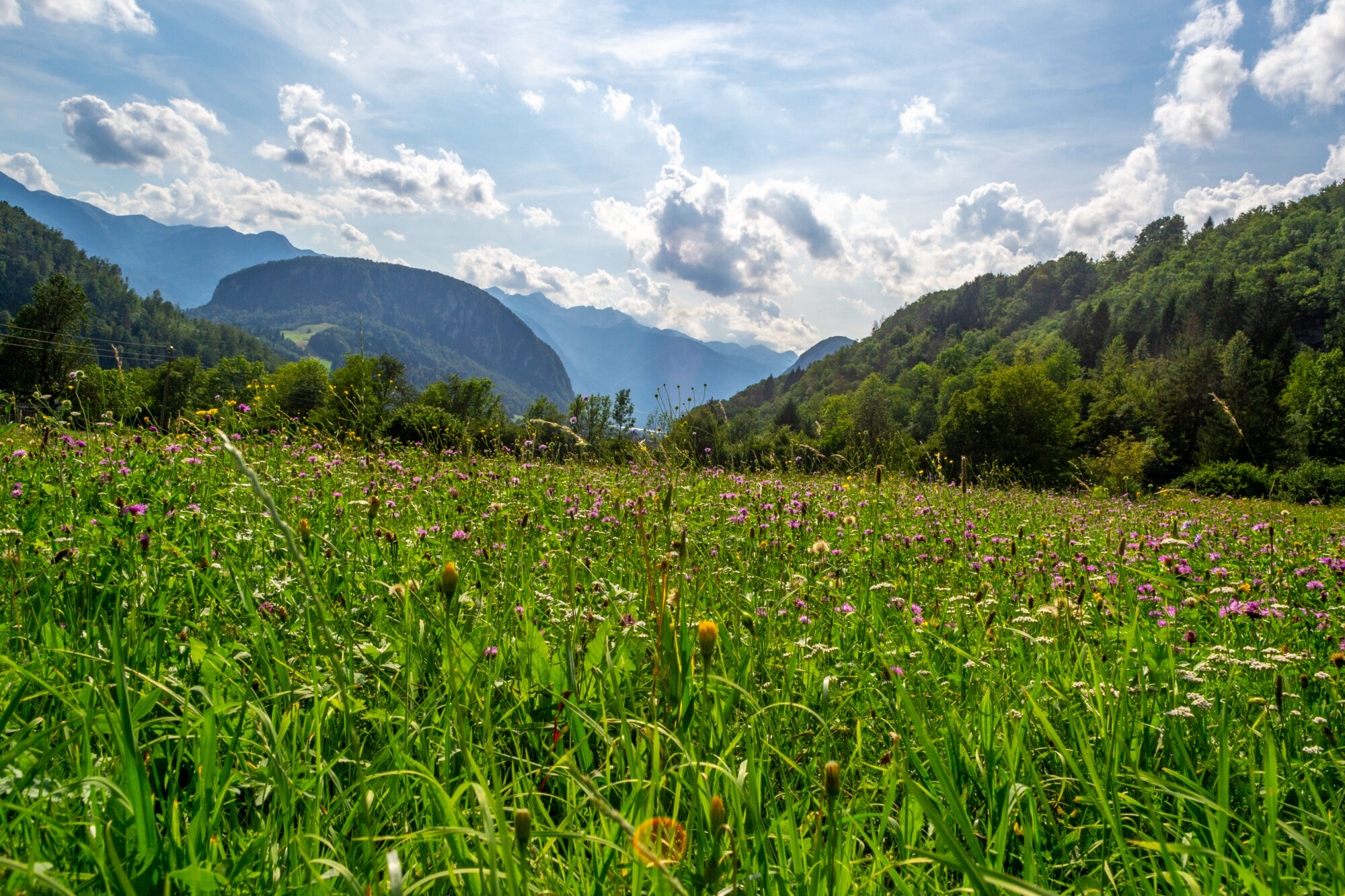 Slovenië