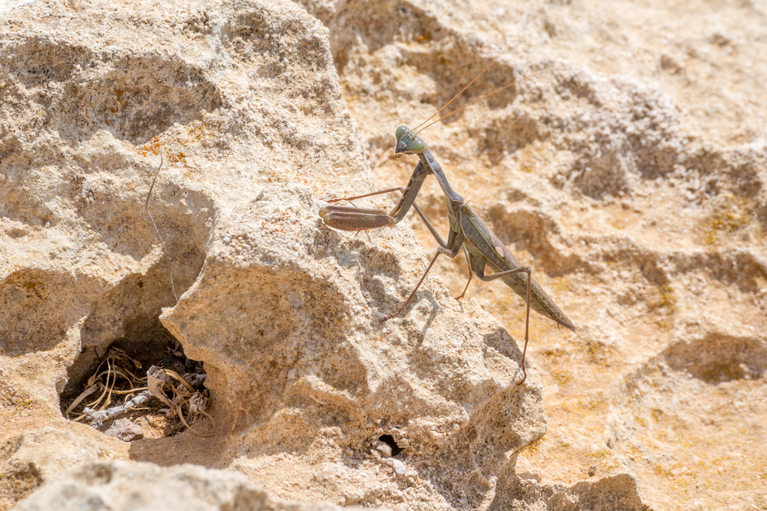 Europese bidsprinkhaan (Mantis religiosa), Kaap Greco Nationaal Park, Cyprus