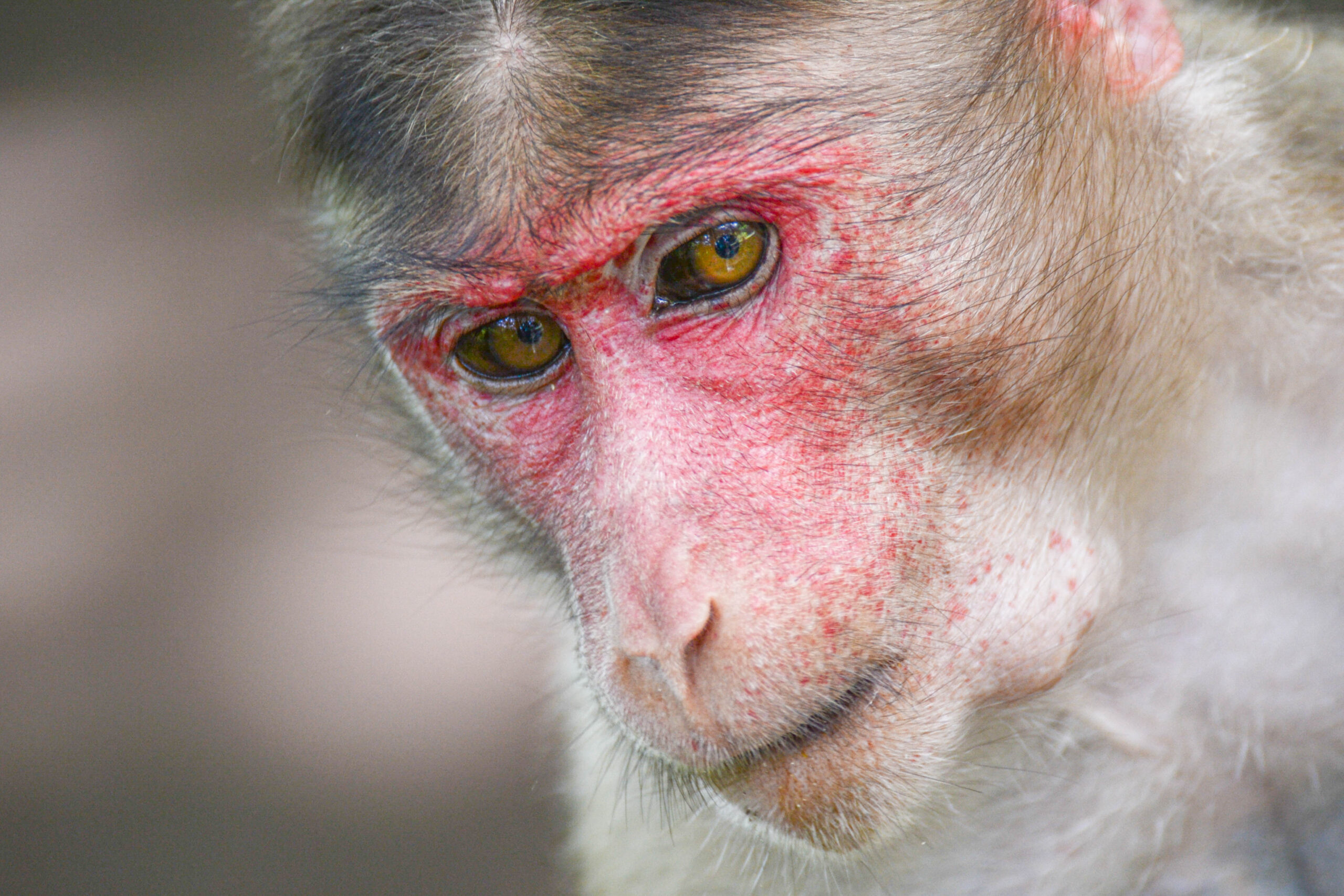 Indische kroonaap (Macaca radiata), Mumbai, India