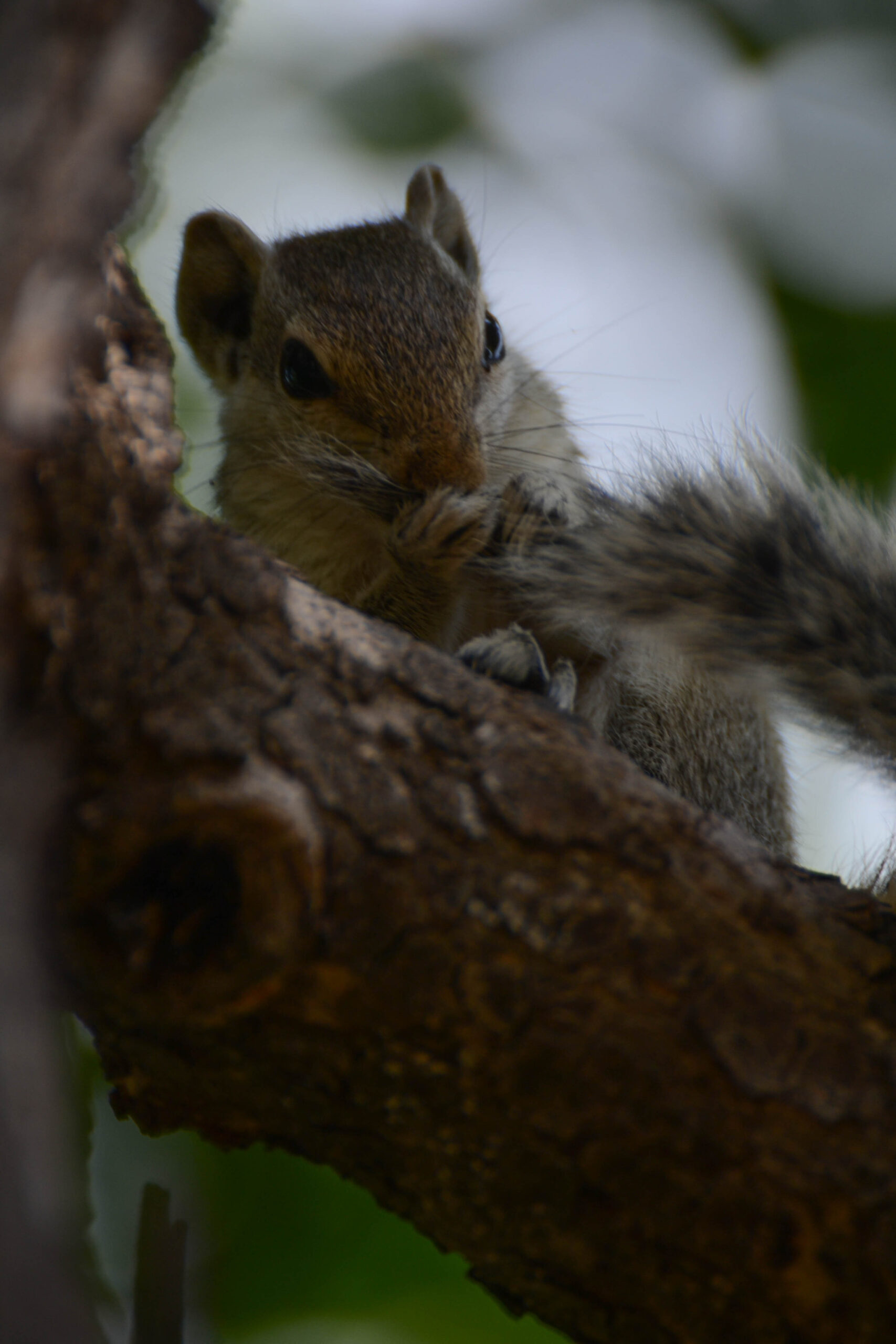 Vijfstrepige palmeekhoorn (Funambulus pennantii), Udaipur, India